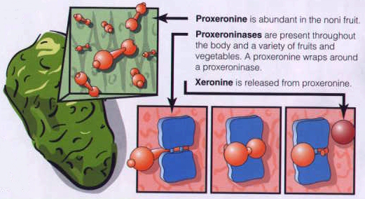 Proxeronine, Proxeroninase, Xeronine